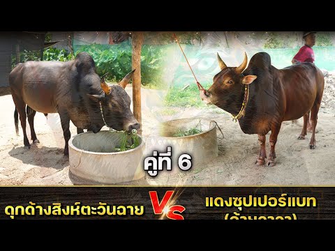 ข้อมูล+ประวัติ คู่ล้าน อ้ายลาวา VS สิงห์ตะวันฉาย #วัวชนวันนี้ #พี่เสือแดนใต้ #ข้อมูลวัวชน #วัวชนสด