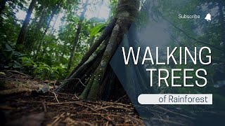 The Enchanted Dance of the Rainforest's Walking Trees - Nature's Best-Kept Secret