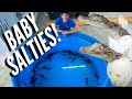 Baby Saltwater Crocodiles have HATCHED!!
