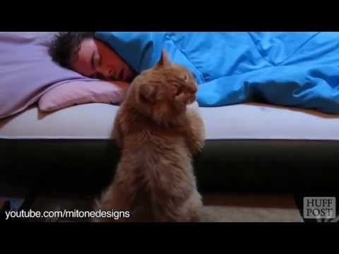 Gatos: El mejor reloj despertador del mundo mundial