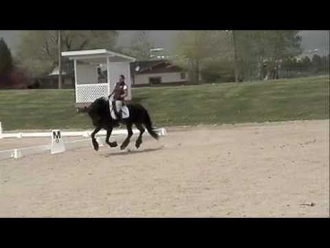 Dallas Sweat * Friesian Mare* Sage Creek Equestrian