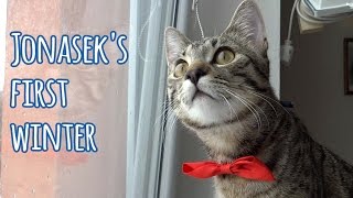 Jonasek’s first winter by Jonasek The Cat 2,613 views 8 years ago 1 minute, 24 seconds