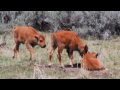 Bison Friends in Yellowstone