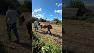 Horses, Horses In The Stable, Horses Mating, Horseshoe Crab, Horses For Kids, Horses In The Stable