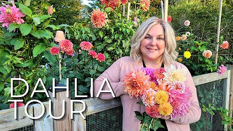 Dahlia Tour! How did my Walmart, Lowes & Home Depo...