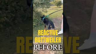 Reactive Rottweiler Before and After #dogtrainingtips #reactivedog #reactivity #reactivedogtraining
