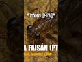 Faisán (PTN) #euronymphing #dryflyfishing #flyfishing #nymphs #flytying #caddis #ninfa #larva
