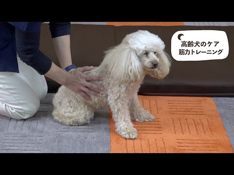 老犬のトレーニングは効果的な遊びで新しいことを覚えられる