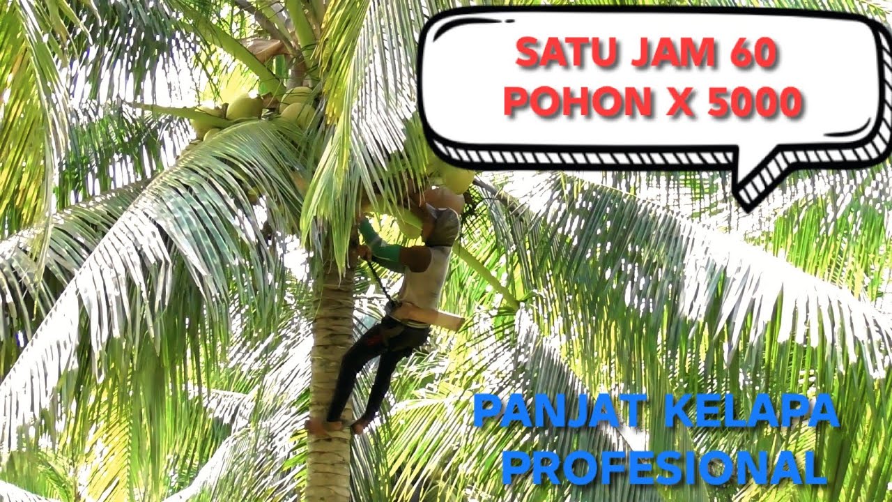 PEMANJAT PROFESIONAL SATU JAM 60 POHON