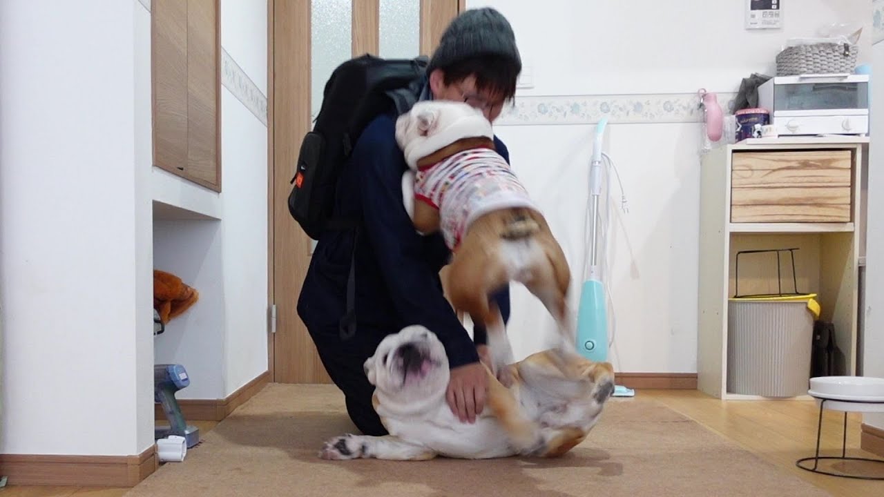 3日ぶりに帰ってきたパパに喜びの脳天頭突きを直撃させるブルドッグ ブルドッグぶるまるチャンネル 3日ぶりに帰ってきたパパに喜びの脳天頭突きを直撃させるブルドッグ ブルドッグぶるまるチャンネル