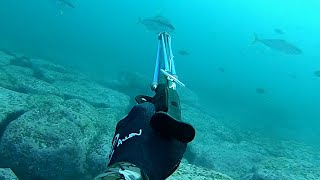 Spearfishing WOLLONGONG Blue Water Kingfish