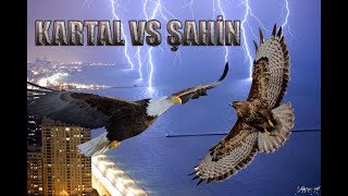 Kartal Vs Şahin - TEORİK (Karşılaştırma Videosu - Hangisi Kazanır) Resimi