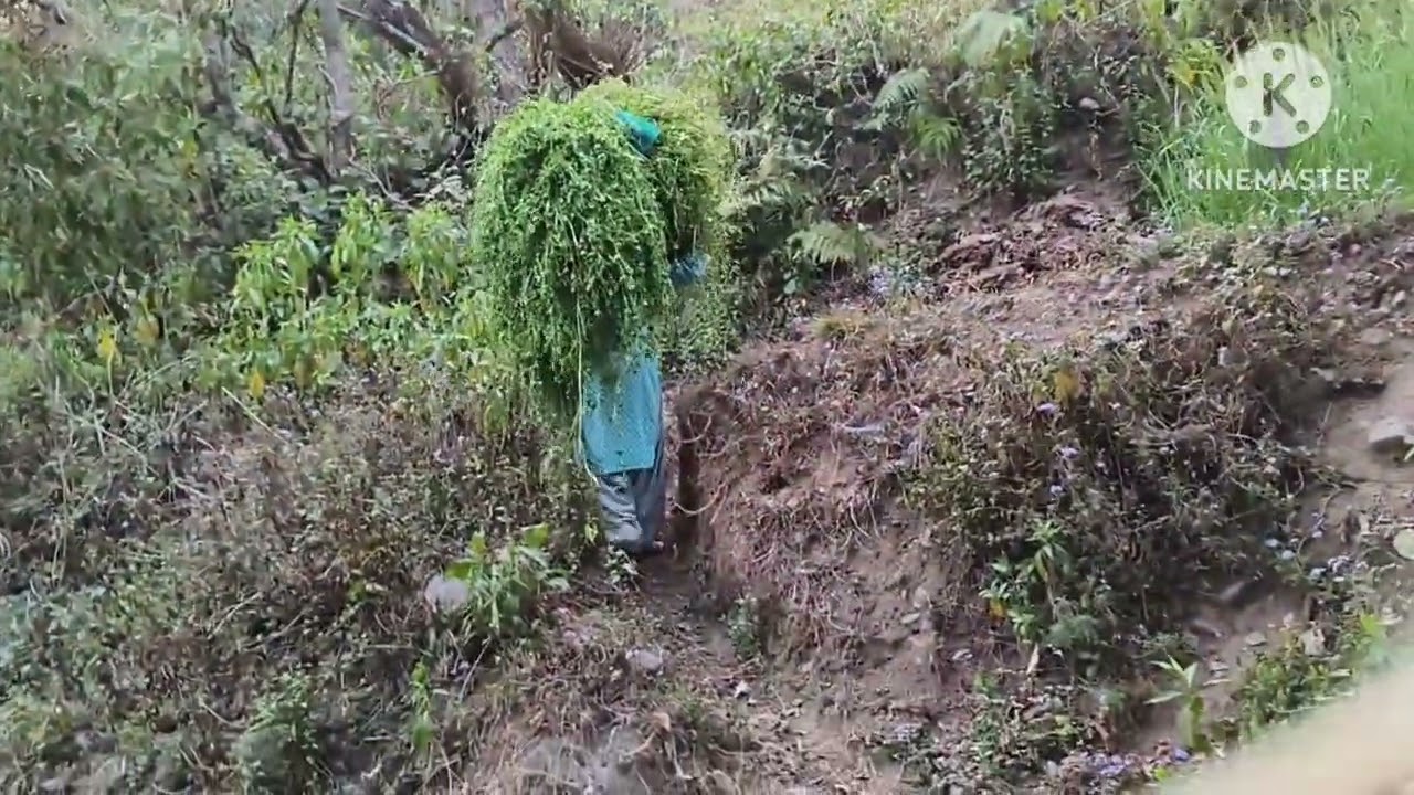 Gaon Mein Kari sarson ki Mandai... 