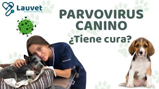 PARVOVIRUS EN PERROS | Síntomas, Tratamiento y Prevención  Lauvet