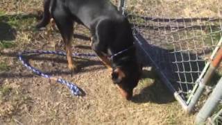 Dallas the Rottweiler needs rescue