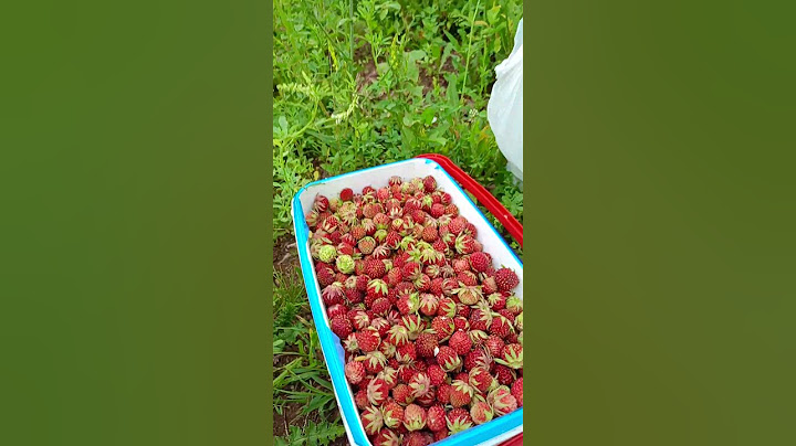 А вы начали сезон ягод ? ❤🍓🥰#ягоды