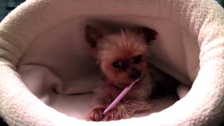 Yorkie Plays Dentist - Brushes HER OWN TEETH with baby toothbrush by DUBReviews 47,498 views 10 years ago 2 minutes, 20 seconds