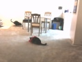 Cat illusion