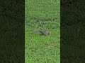 Adorable Squirrel Foraging and Munching in the Grass 🐿️✨