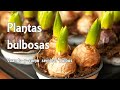 Plantas bulbosas