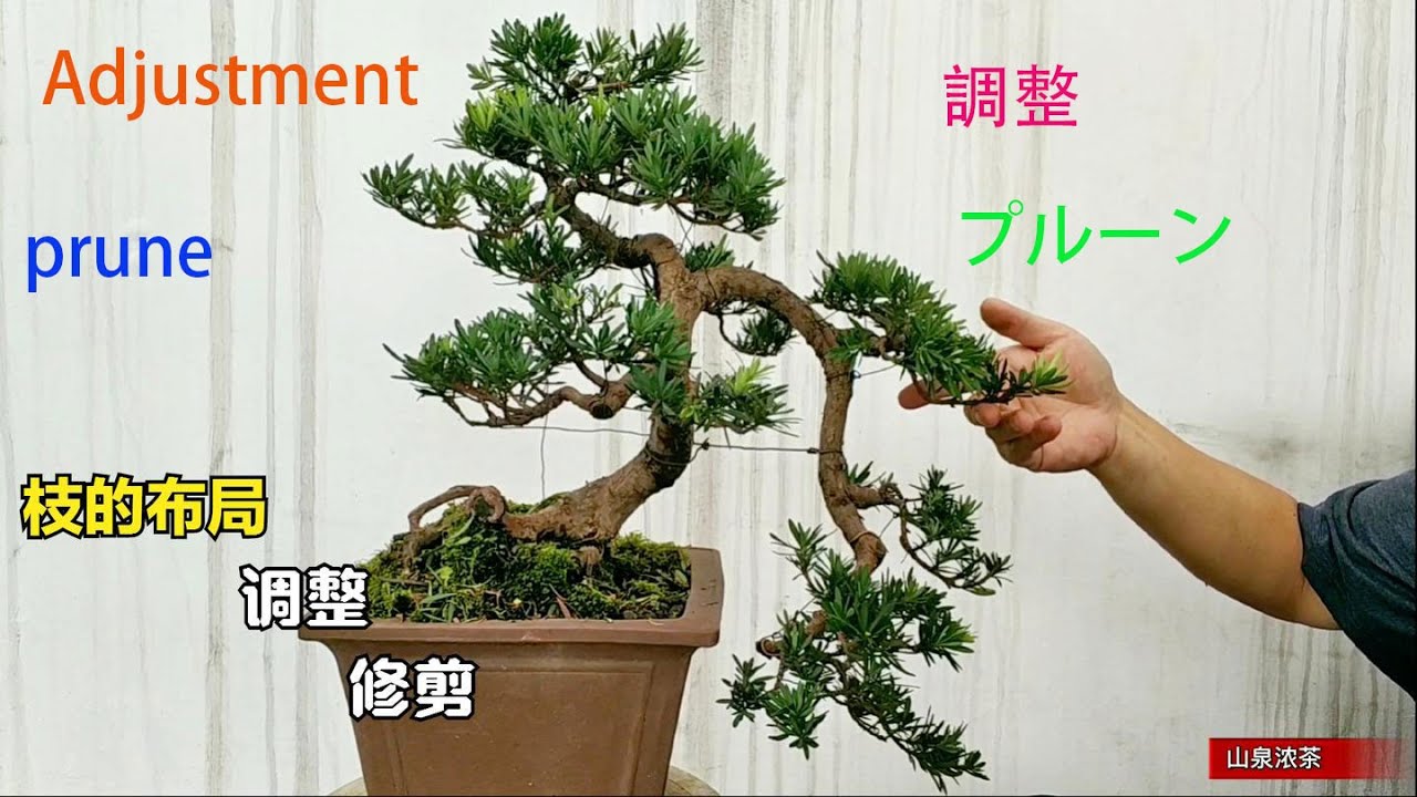 Straight Podocarpus takes shapeストレートポドカルパスが形になります直桿羅漢松拿彎定型