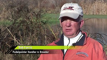 Pudelpointers on Quail & Pheasants