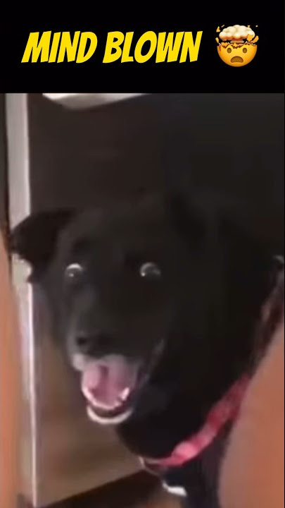 Funny Dog Cake Cutting REACTION 😂 #shorts