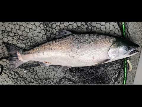 Salmon Fishing with Old-Goat Lures' OG2 