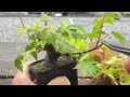 モサモサしてきた山もみじ【YMJ】 #盆栽 #bonsai