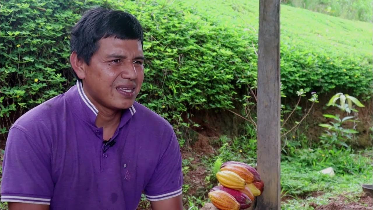 Captain's Chocolate Cacao Farms Documentary YouTube