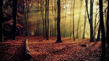 مزامير آل داوود  سورة البقرة