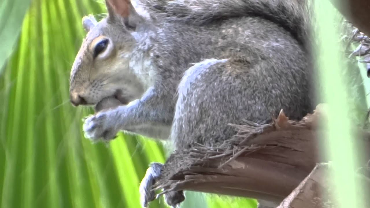 camera iphone 8 plus apk Squirrel in Florida