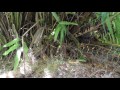 Cobra verde capturando roedor em dendê . Philodryas olfersii catch mice in Dendê Palm