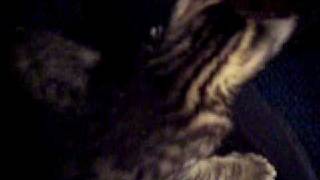 Cute Purr-fect Little Kitten
