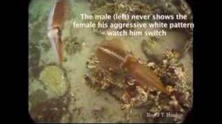 Underwater astonishments