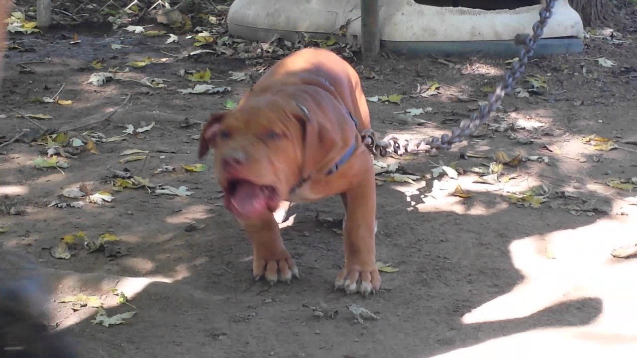 Crakk kennel Murdock 🔥 YouTube