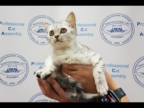 скоттиш-фолд кошки Презентация питомника шотландских кошек PCA КОШКИНА РАДОСТЬ