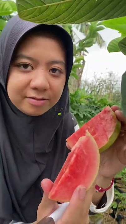 REVIEW JAMBU SUKUN MERAH!! BENAR-BENAR TANPA BIJI!!! Mantap😱😱