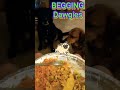 Cutest Begging Dogs #cutedog #begging  #dogs