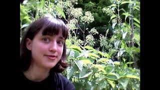 Wild Edible Plants: Nettles