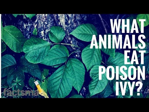 What animals eat poison ivy?