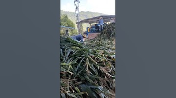 Making Corn Food  For Pigs  #satisfying #shot