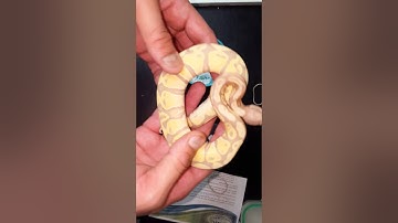 Unboxing a banana ball python from reptiles by Mack