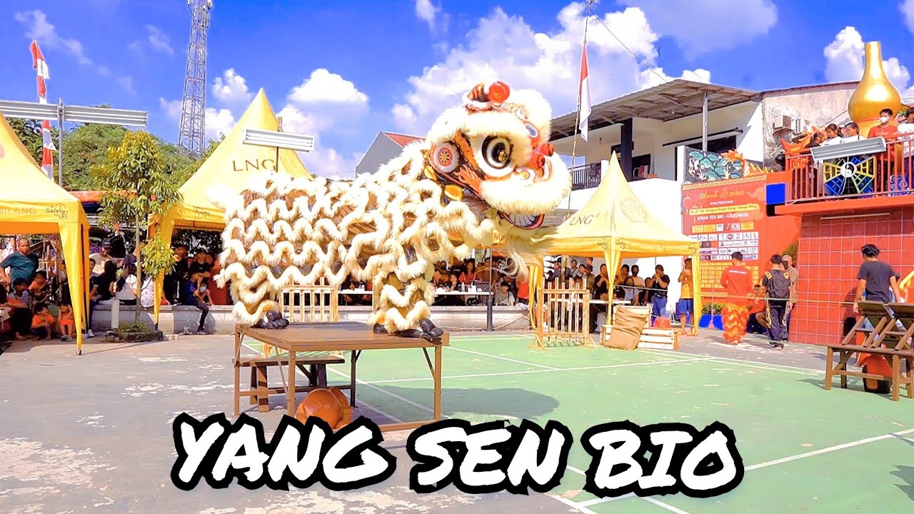 YANG SEN BIO - 8.77 🥈| FESTIVAL BARONGSAI TRADISIONAL KWAN TEK BIO