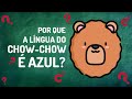 POR QUE A LÍNGUA DO CHOW-CHOW É AZUL?