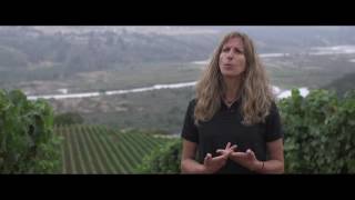 Falaris Hill Chardonnay | Leyda Valley screenshot 2