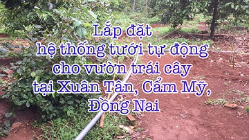 🍃🍃🍃 Lắp đặt hệ thống tưới bằng béc phun mưa G9 cho vườn cây ăn trái tại Đồng nai.