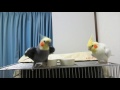 相変わらずやかましいBLオカメインコ
