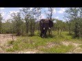 Elefant frisst / Elephant feeding