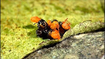 Shield Bug Eggs Hatching